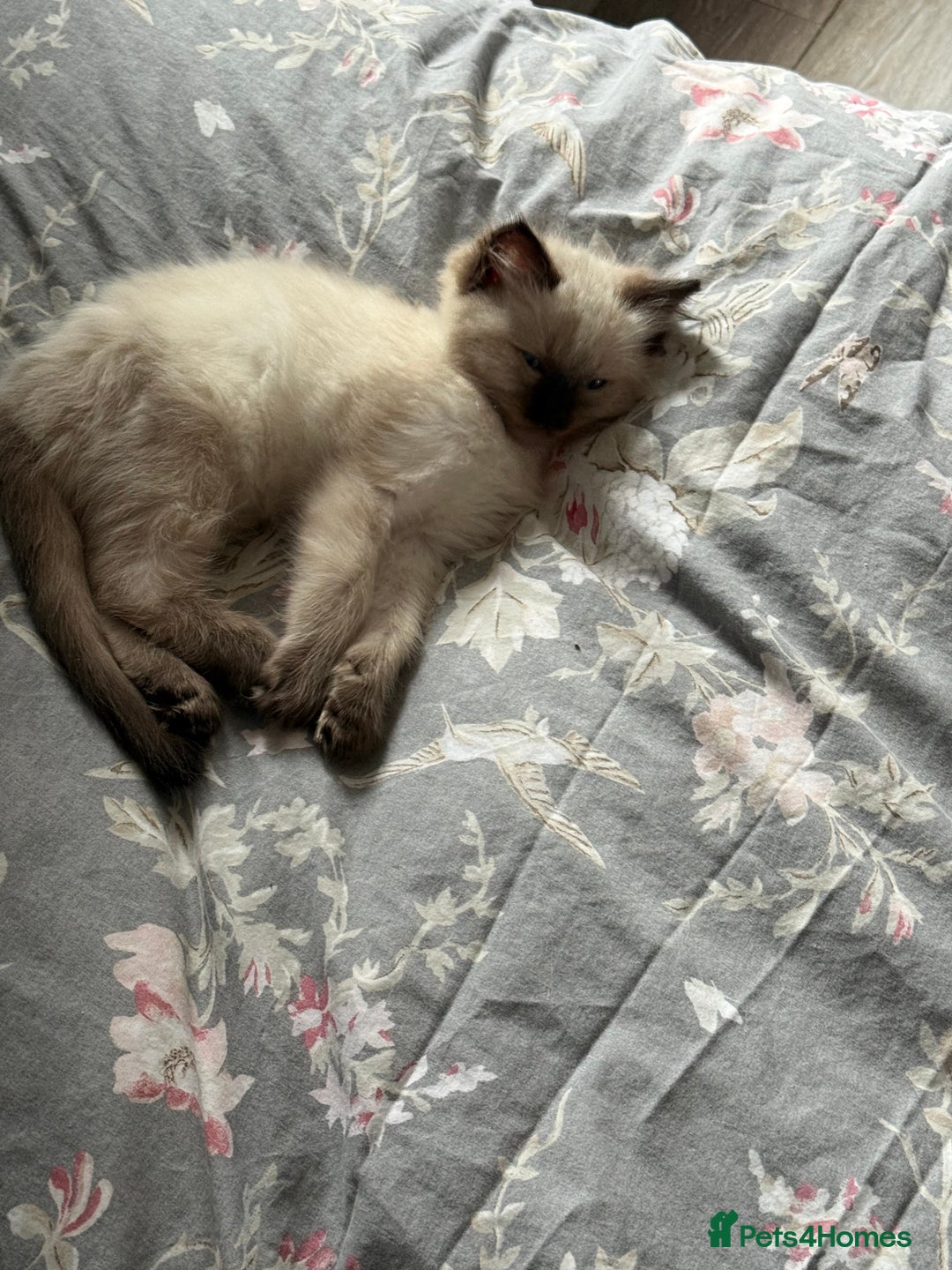 Ragdoll cats for sale: 🩵 Beautiful Ragdoll Kittens Ready at 12 Weeks! 🩵 - Image 10