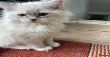 Ragdoll cats - Advert 7