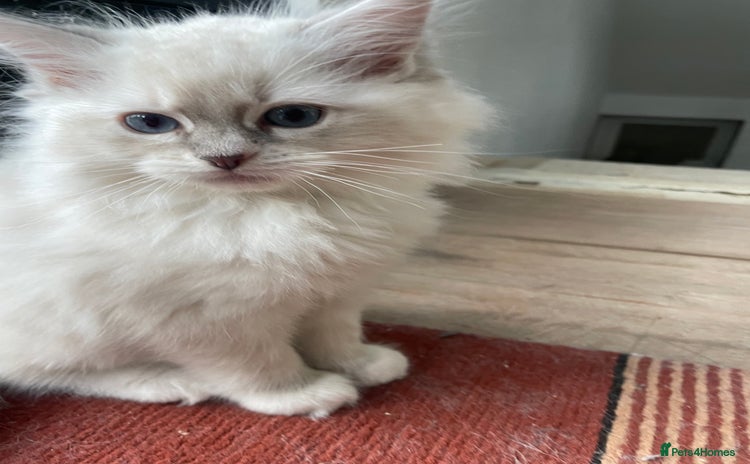 Ragdoll cats - Advert 15
