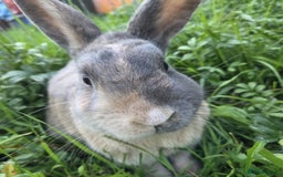 Mixed Breed rabbits for sale: Rabbit, male, 3yrs, with double hutch - Image 3