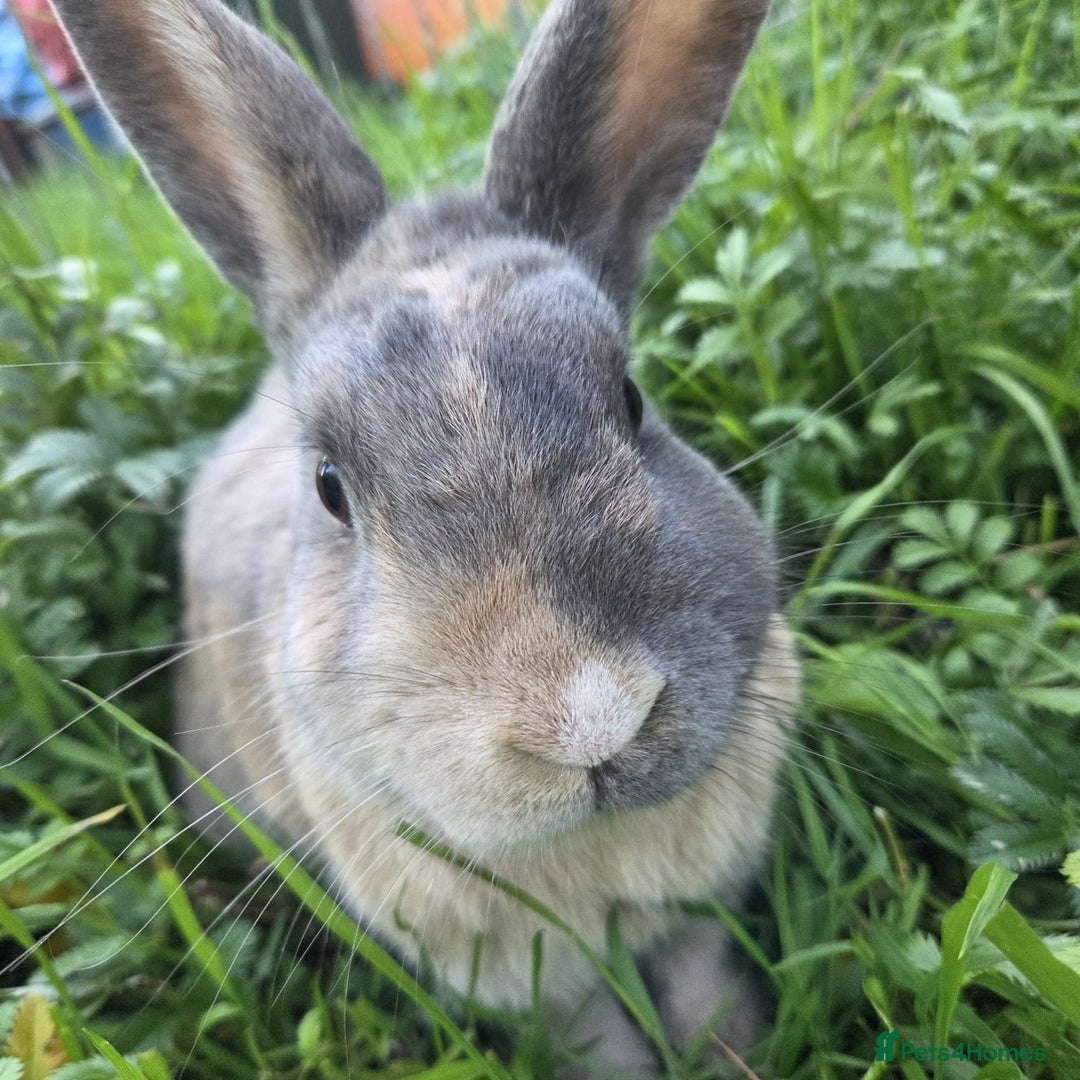 Mixed Breed rabbits for sale: Rabbit, male, 3yrs, with double hutch - Image 3