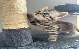 Scottish Fold cats for sale: Scottish fold kittens  - Image 16
