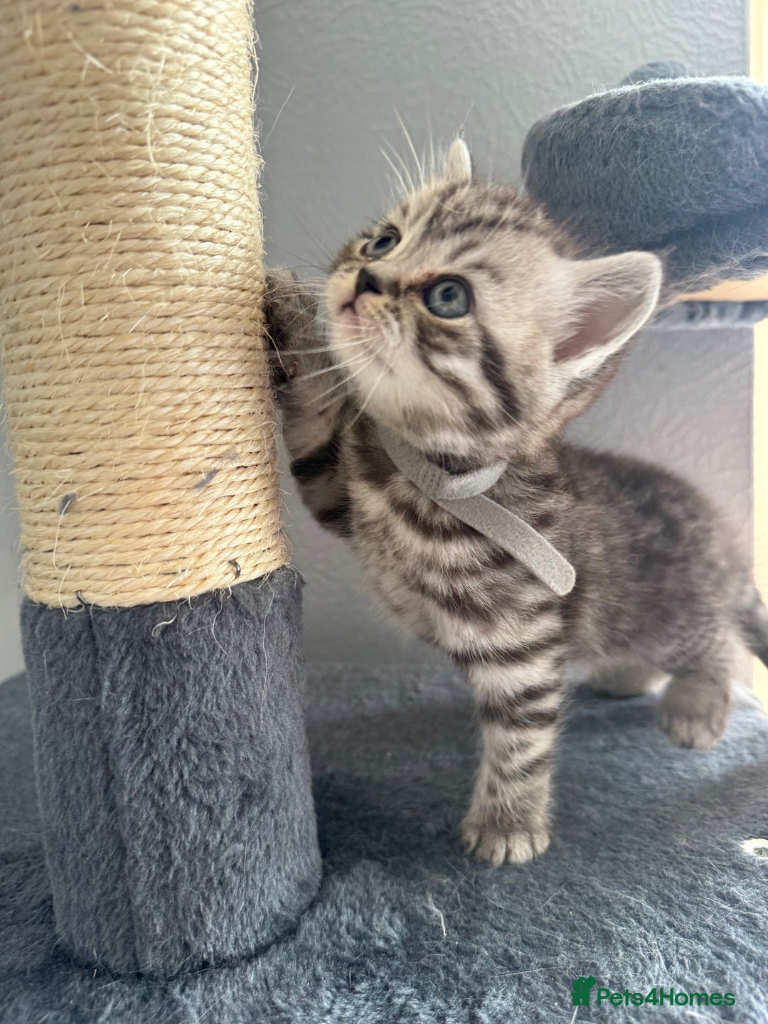 Scottish Fold cats for sale: Scottish fold kittens  - Image 16