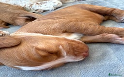 Cocker Spaniel dogs for sale: Cocker Spaniel Puppies  - Image 32