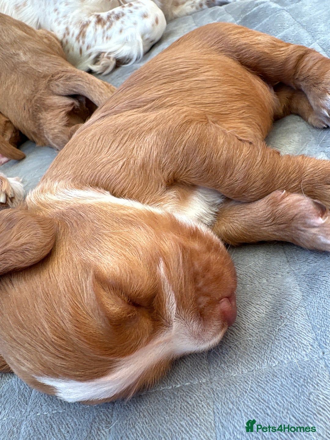 Cocker Spaniel dogs for sale: Cocker Spaniel Puppies  - Image 32