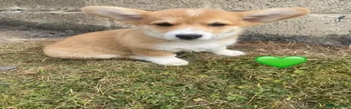 Welsh Corgi Pembroke 9
