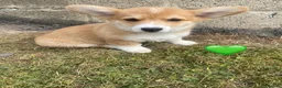 Welsh Corgi Pembroke dogs for sale: Gorgeous RKC reg corgi's DNA health tested parents - Advert 7