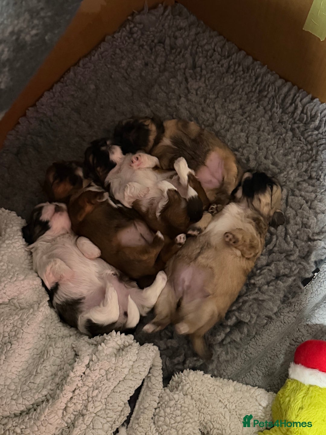 Shih Tzu dogs for sale: Shih Tzu’s  - Advert 7