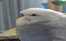 Budgerigars birds for sale: Fully tamed 4 budgies with Cage, accessories,food - Image 24