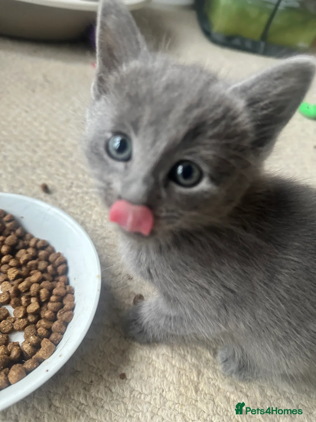 Russian Blue cats for sale: Stunning Russian Blue Kittens - Advert 6