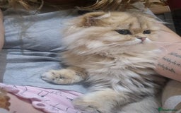 Scottish Fold cats for sale: I girl left! TICA reg. Scottish Fold ready to go - Image 12