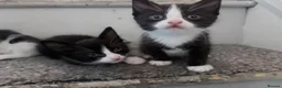 Mixed Breed cats for sale: 3 beautiful kittens  - Advert 10
