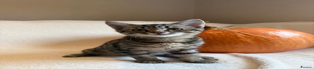 Siberian Kitten 3