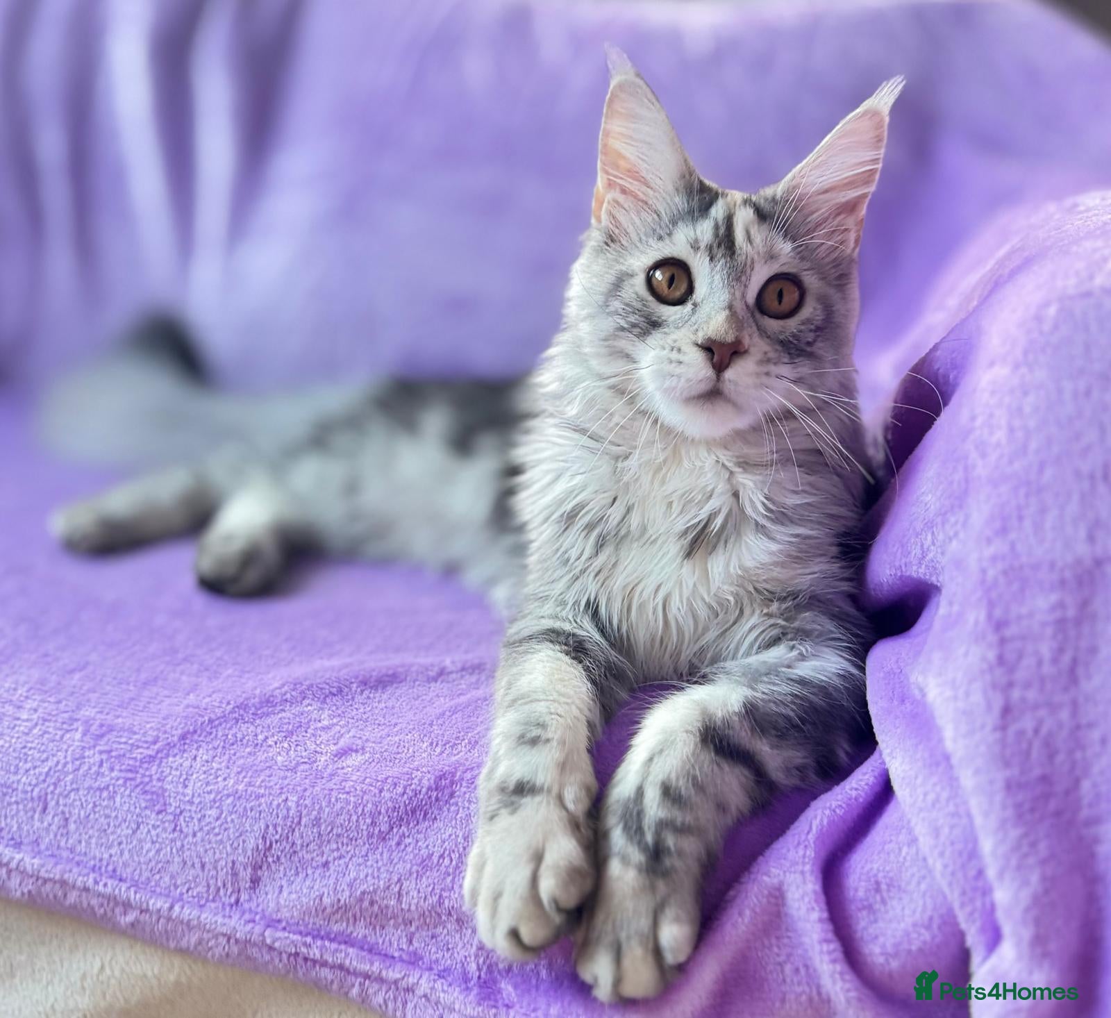 Maine Coon cats 🐾💕STUNNING XL PUREBRED MAINE COON GIRL 💕🐾 - Advert 17
