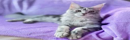 Maine Coon cats for sale: 🐾💕STUNNING XL PUREBRED MAINE COON GIRL 💕🐾 - Advert 4