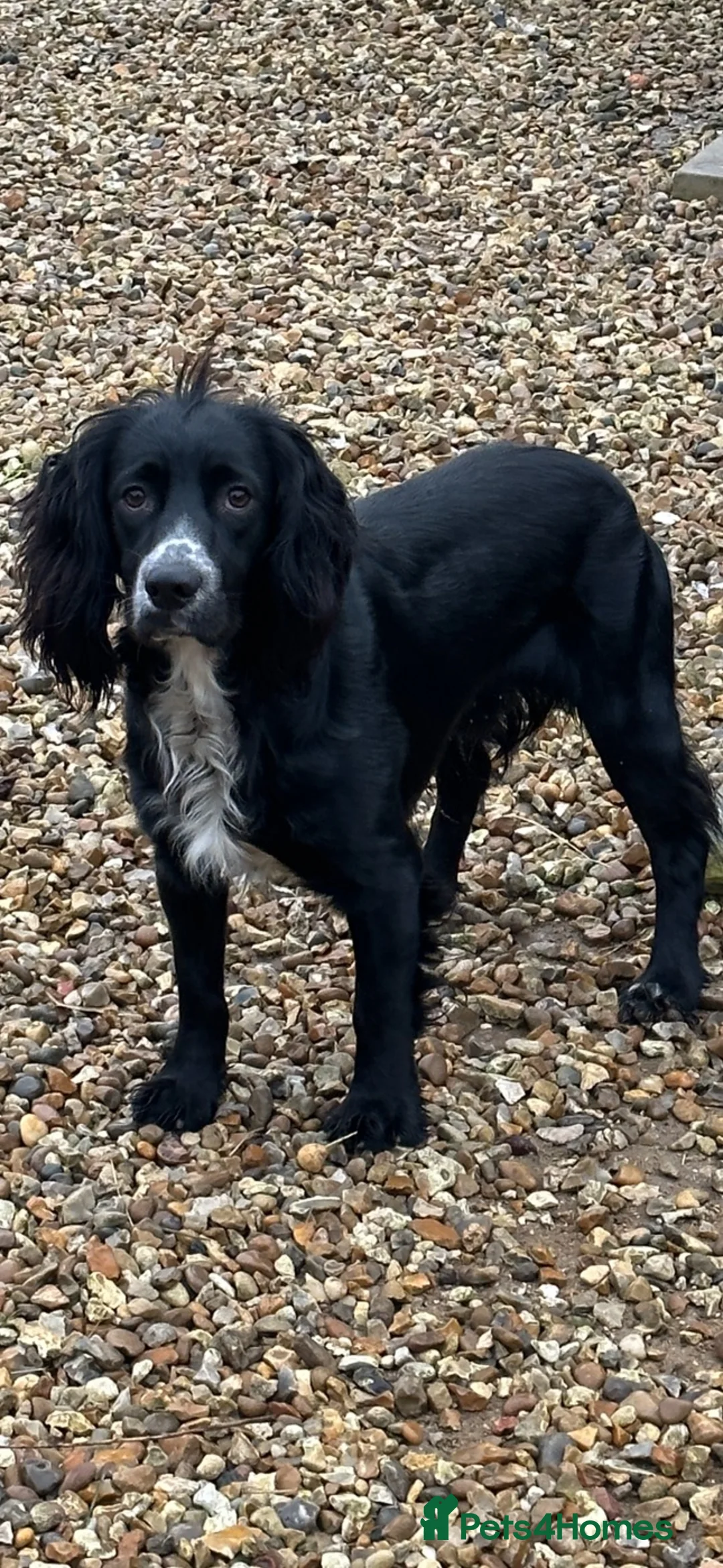 Cocker Spaniel dogs for sale: Young Working Cocker spaniel  - Advert 1