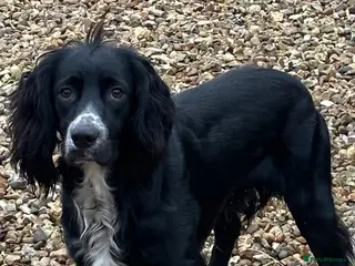 Cocker Spaniel dogs Young Working Cocker spaniel - Advert 17