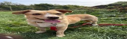 Mixed Breed dogs for adoption: Klara, could you be her special person ❤️ - Advert 3