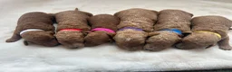 Cavapoo dogs for sale: RED HEALTH TESTED CAVAPOOS 5 STAR LICENSED  - Advert 10