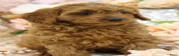 Cavapoo dogs for sale: *HEALTH TESTED* Cavapoo Puppies - Advert 20