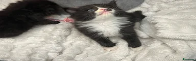 Maine Coon 5