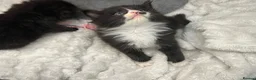 Maine Coon cats for sale: 🐾 Fluffy Maine coon dad is registered 🐾 - Advert 7