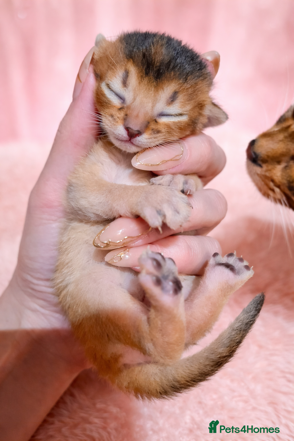 Abyssinian cats Abyssinian kitten - Advert 1