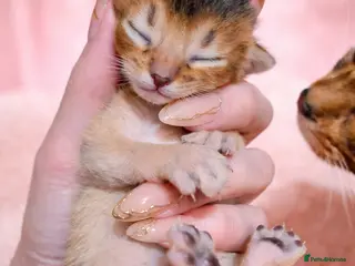 Abyssinian cats Abyssinian kitten - Advert 1