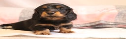 Miniature Dachshund dogs for stud: Silver dapple miniature longhaired dachshund stud in Stowmarket - Advert 16