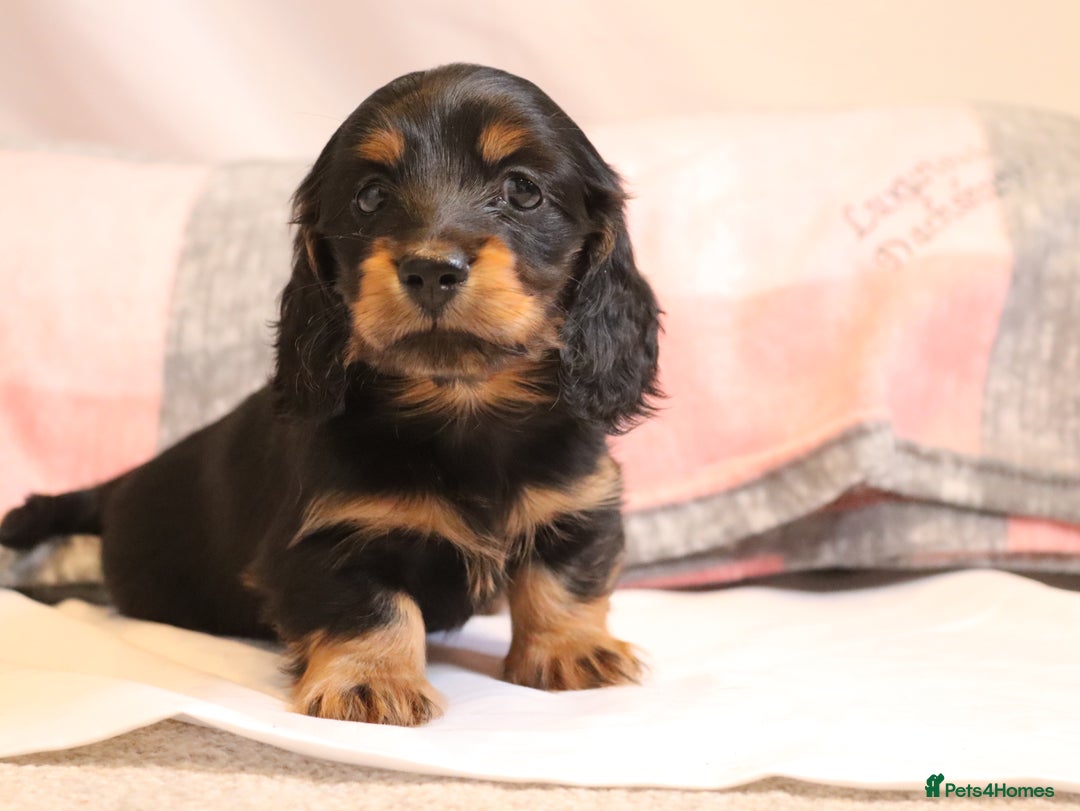 Miniature Dachshund dogs for stud: Silver dapple miniature longhaired dachshund stud in Stowmarket - Advert 16