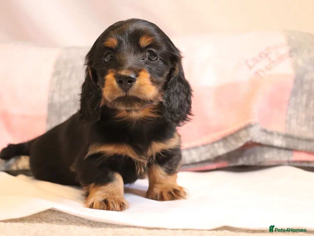 Miniature Dachshund dogs for stud: Silver dapple miniature longhaired dachshund stud in Stowmarket - Advert 16