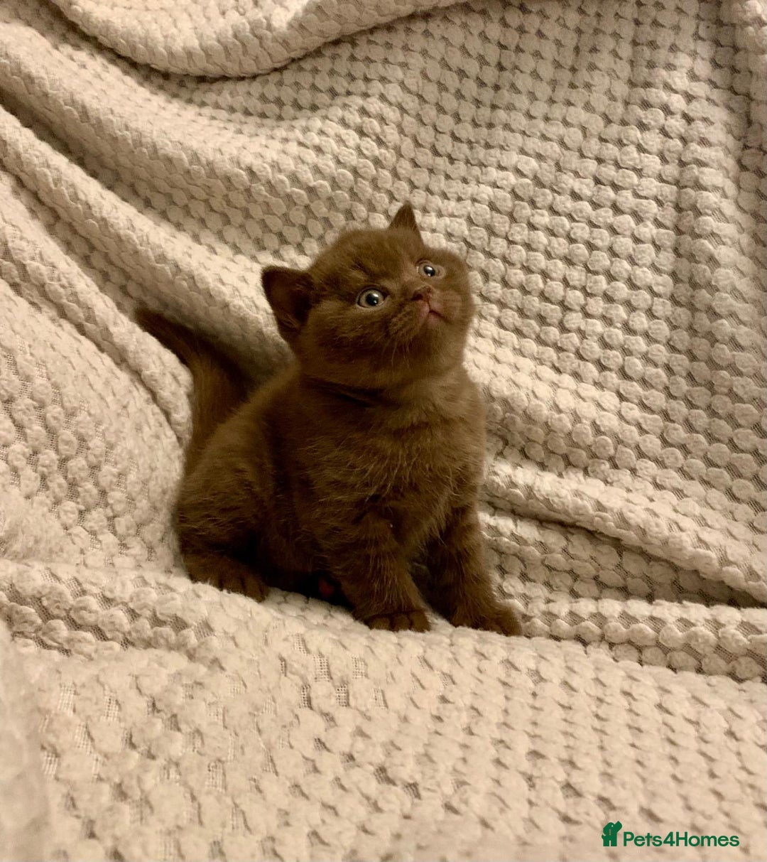 British Shorthair cats for sale: GCCF British shorthair kittens  - Advert 30
