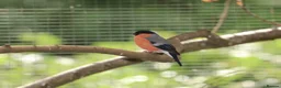 Finches birds for sale: Spare Native Bullfinch Cock - Advert 4