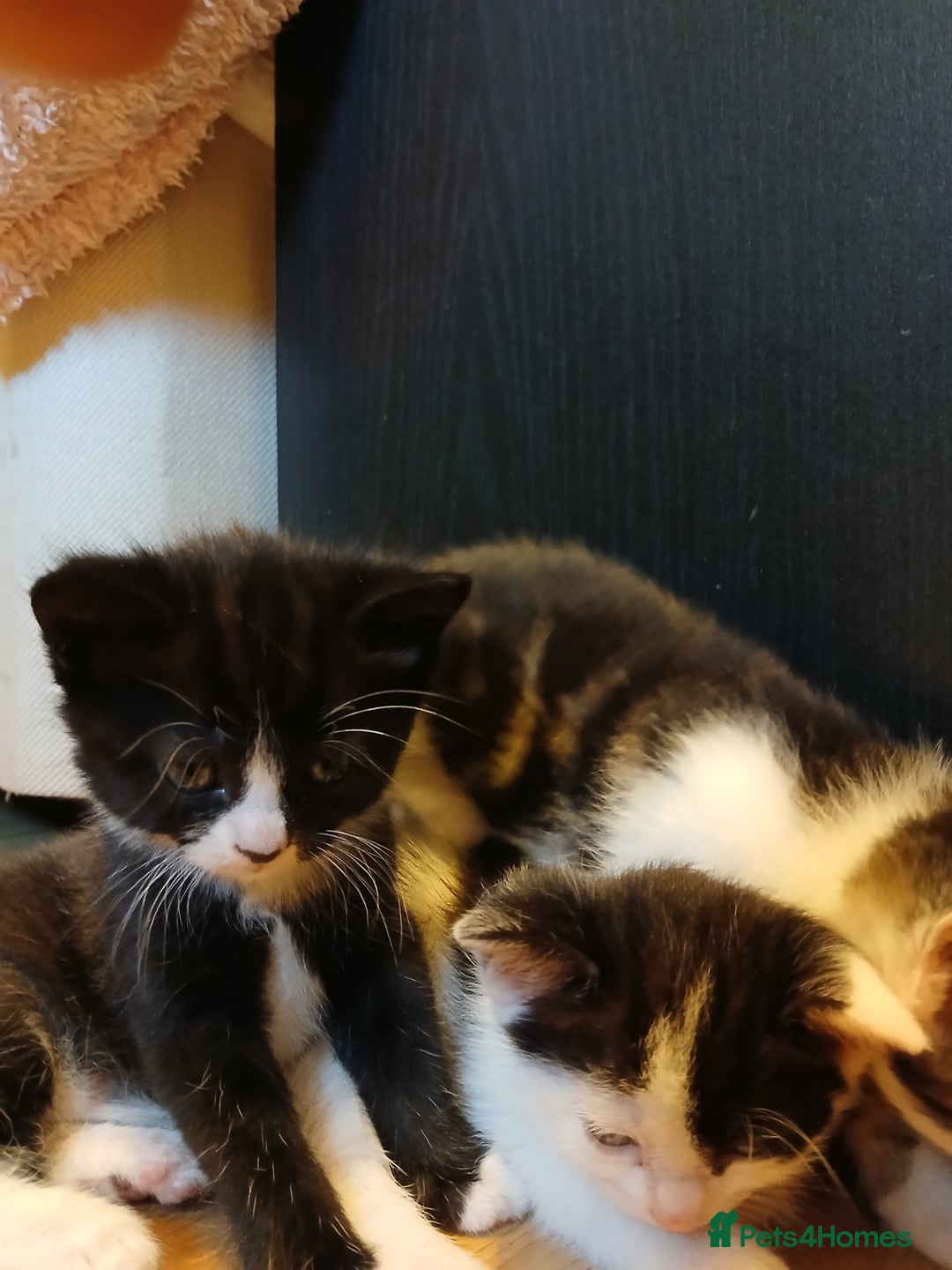 British Shorthair cats for sale: Gorgeous mixed breed kittens - Image 7