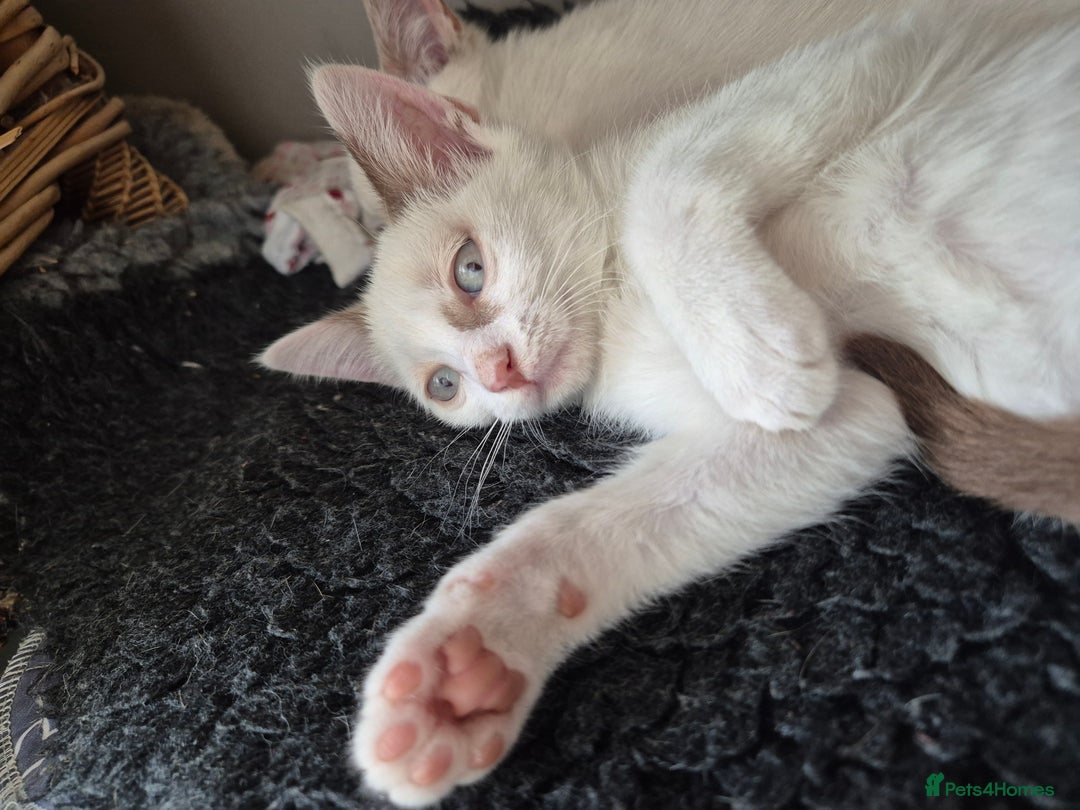Mixed Breed cats for sale: Adorable Pedigree kitten - GCCF - REDUCED PRICE - Image 9
