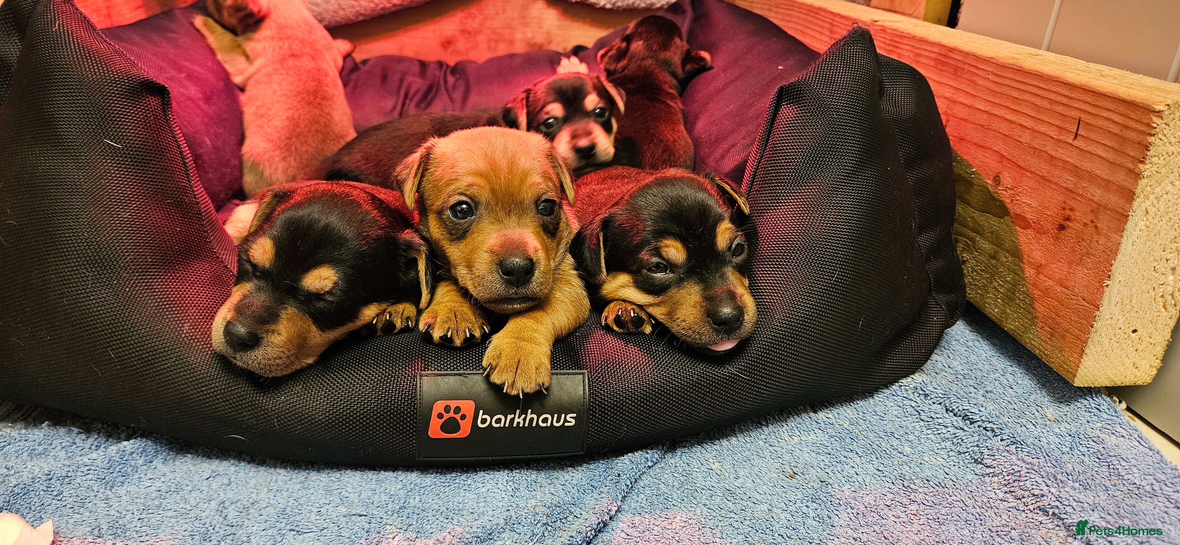 Jack Russell dogs Gorgeous Jack Russell pups ready to reserve - Advert 1