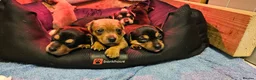 Jack Russell dogs for sale: Gorgeous Jack Russell pups ready to reserve - Advert 1
