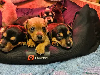 Jack Russell dogs Gorgeous Jack Russell pups ready to reserve - Advert 15