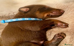 Dobermann dogs for sale: KC REGISTERED HEALTH TESTED DOBERMAN PUPS - Image 40