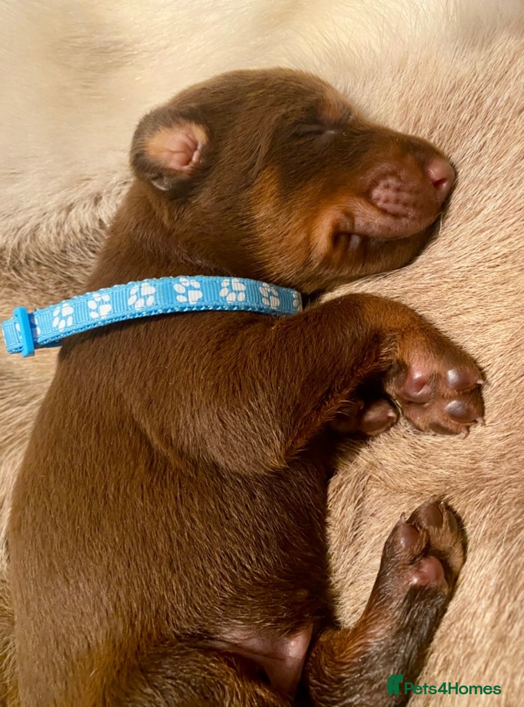 Dobermann dogs for sale: KC REGISTERED HEALTH TESTED DOBERMAN PUPS - Image 40