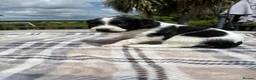 Sproodle dogs for sale: ✨ Premium Rare F1 Sproodle Pups – Champion Lines ✨ - Advert 27