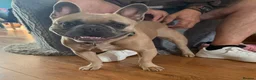 French Bulldog dogs for sale: Bailey (french bulldog)  in Orpington - Advert 3