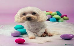 Maltipoo dogs for sale: Maltipoo  - Image 17