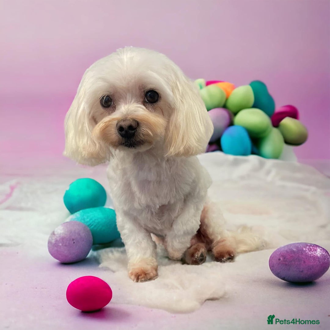 Maltipoo dogs for sale: Maltipoo  - Image 17