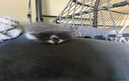 Ragdoll cats for sale: Two Male grey and white Rag-dolls  - Image 7