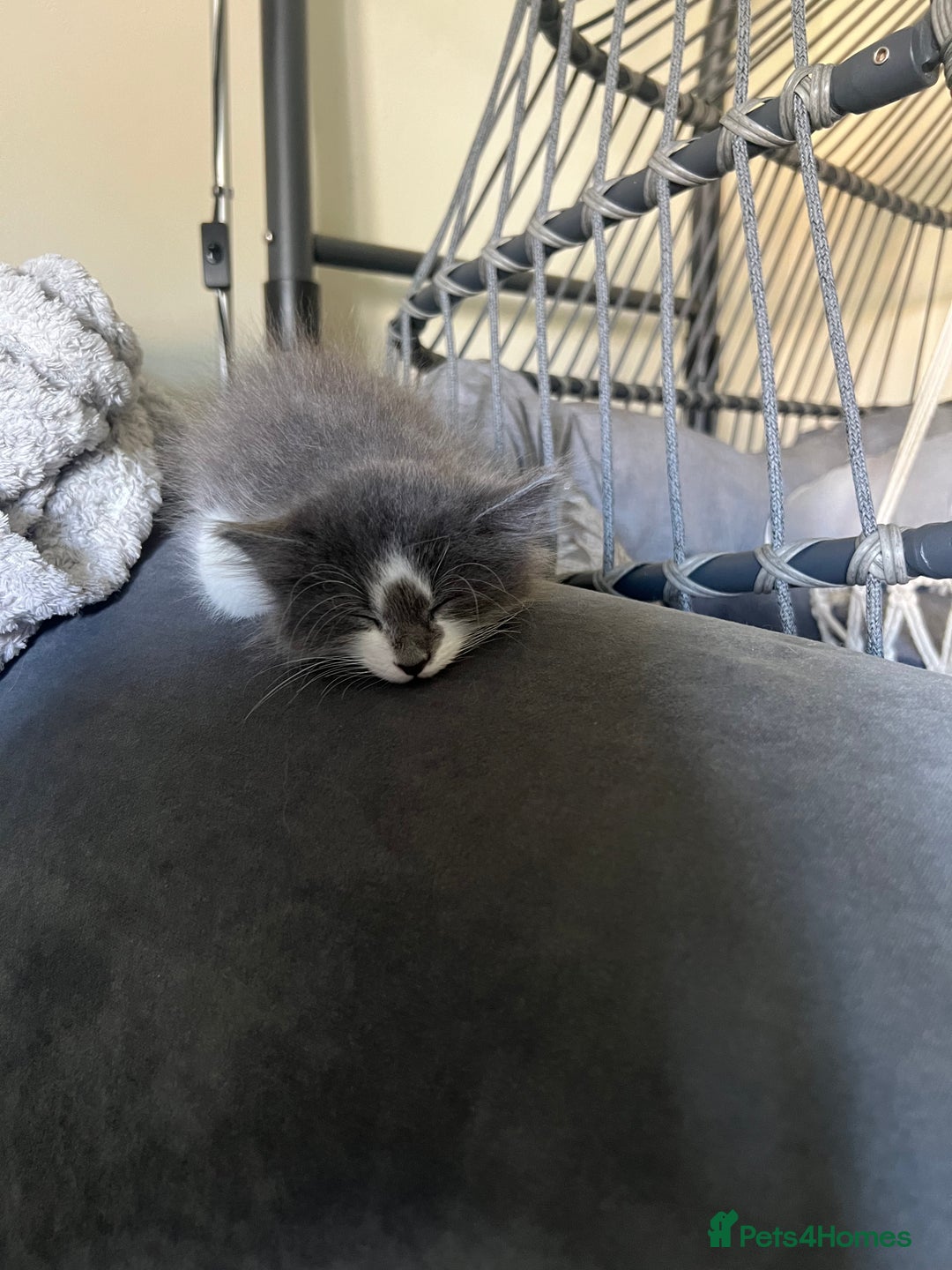Ragdoll cats for sale: Two Male grey and white Rag-dolls  - Image 7