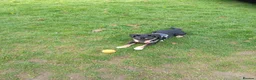 Mixed Breed dogs for sale: Pablo - Advert 4