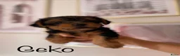 Yorkshire Terrier dogs for sale: Beautiful small Yorkshire Terrier Pedigree  - Advert 25