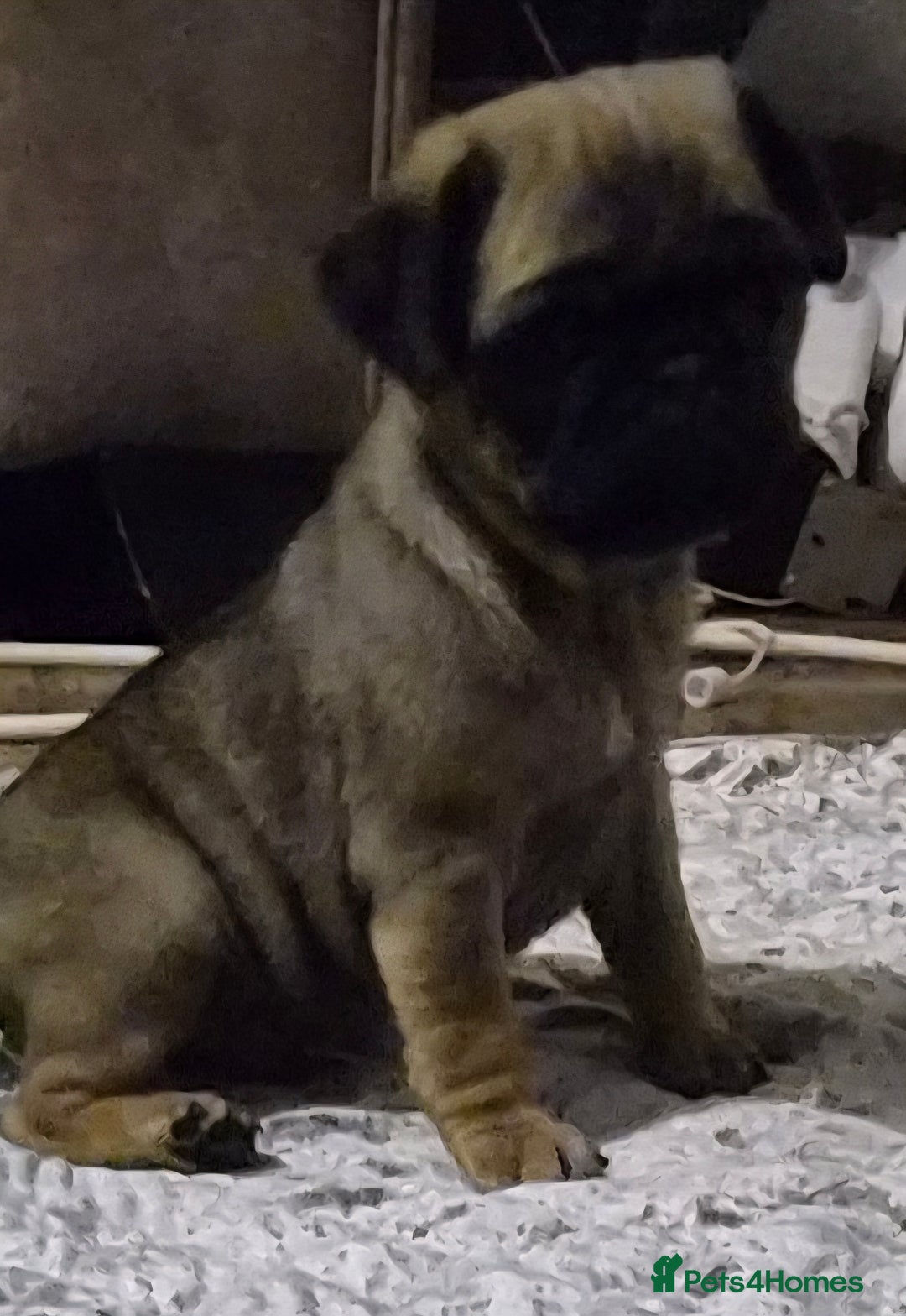 Pug dogs for sale: PUG PUPPIES! READY NOW - Advert 7