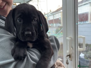 Cane Corso dogs 4 pups left x3 girls and x1 boy ready now - Advert 11